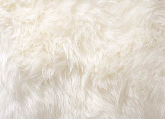ugg poil