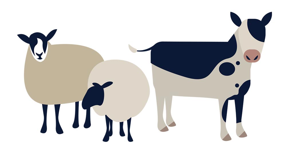 Cow and sheep