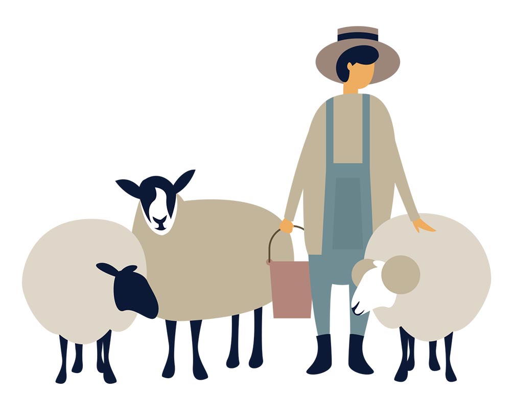 do they skin sheep alive for uggs
