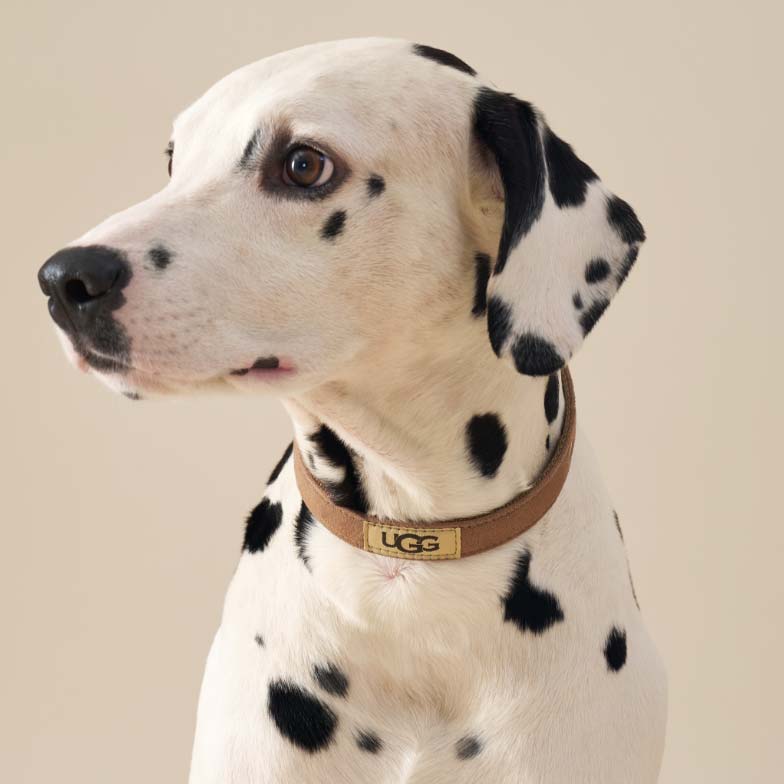 A very good and handsome dalmatian modeling the new UGG dog collar.